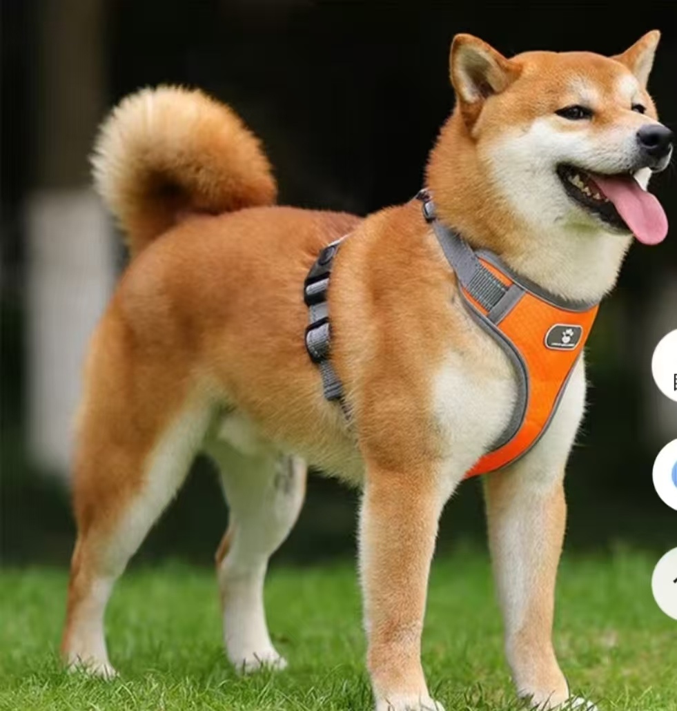 重庆市大足区冉小姐寻找柴犬狗