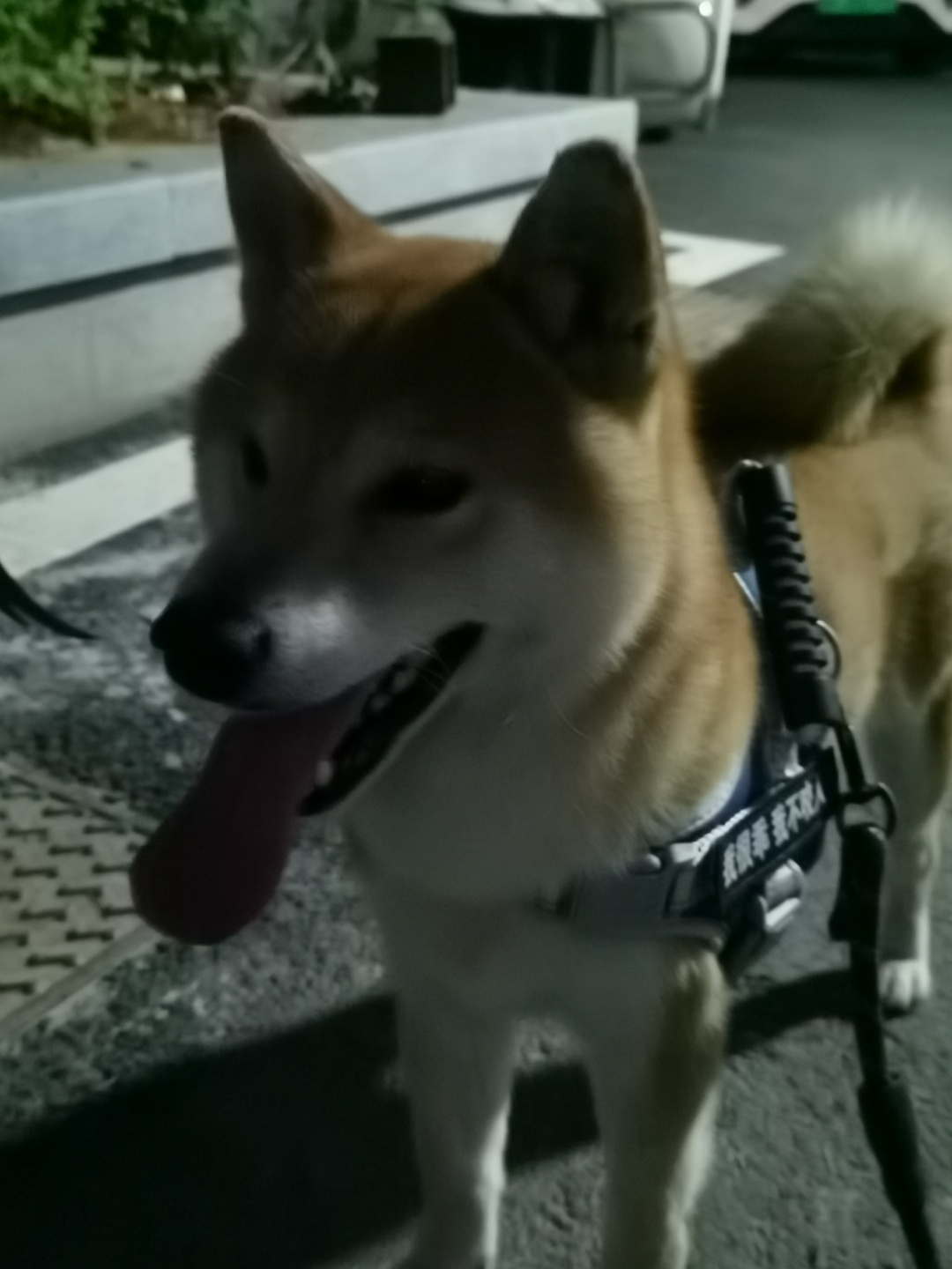 合肥市庐江县刘女士寻找柴犬狗