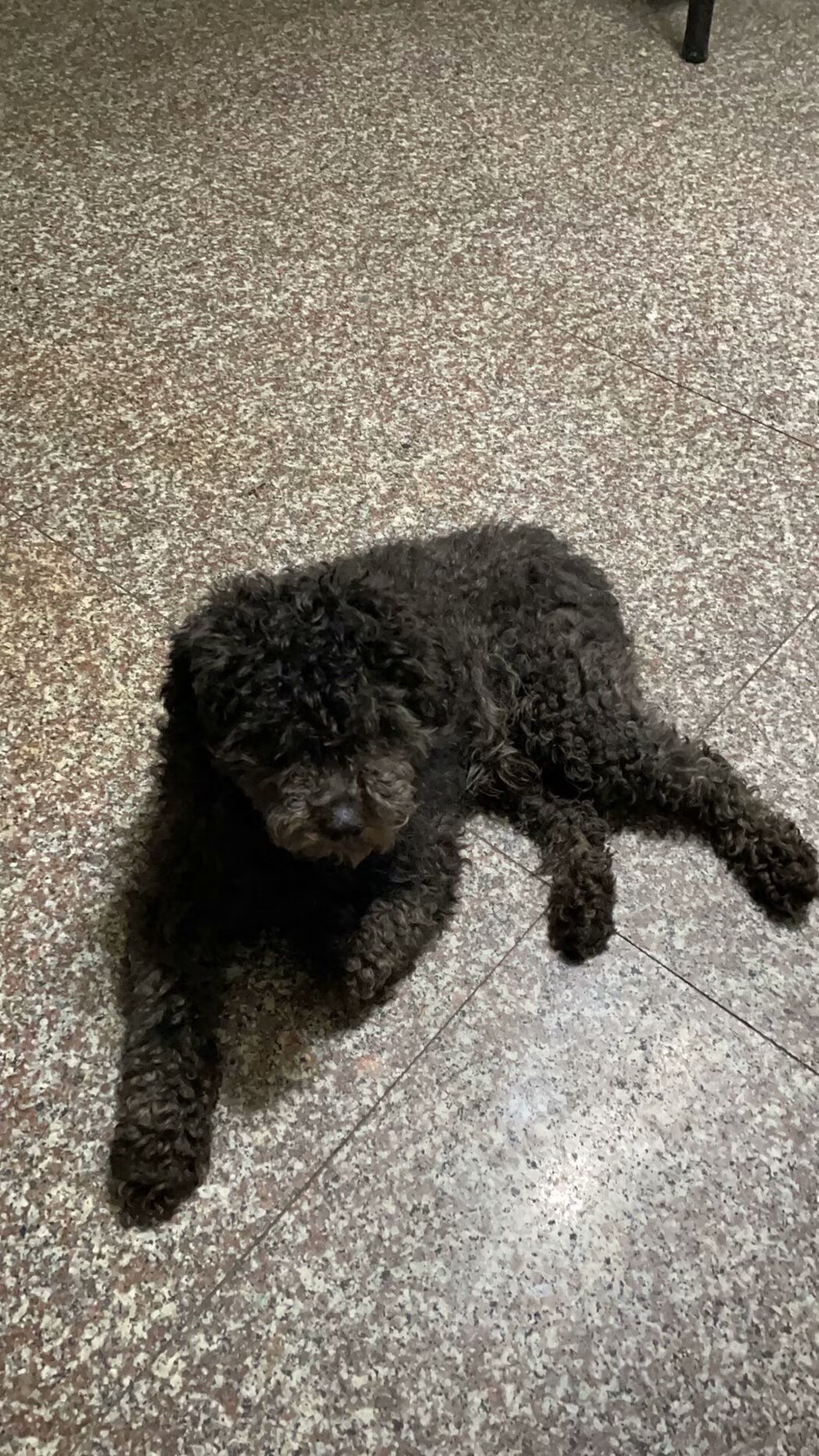 金华市浦江县赵小姐寻找贵宾犬狗