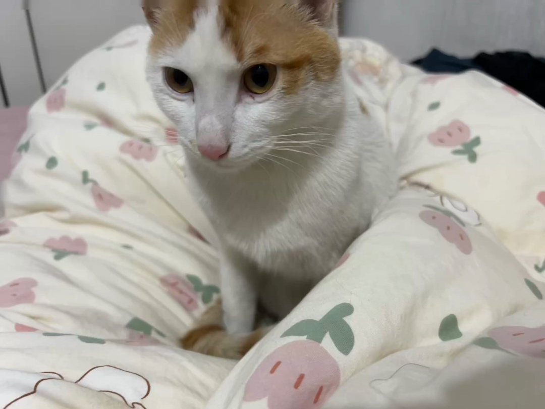 泉州市晋江市舒先生寻找中华田园猫猫