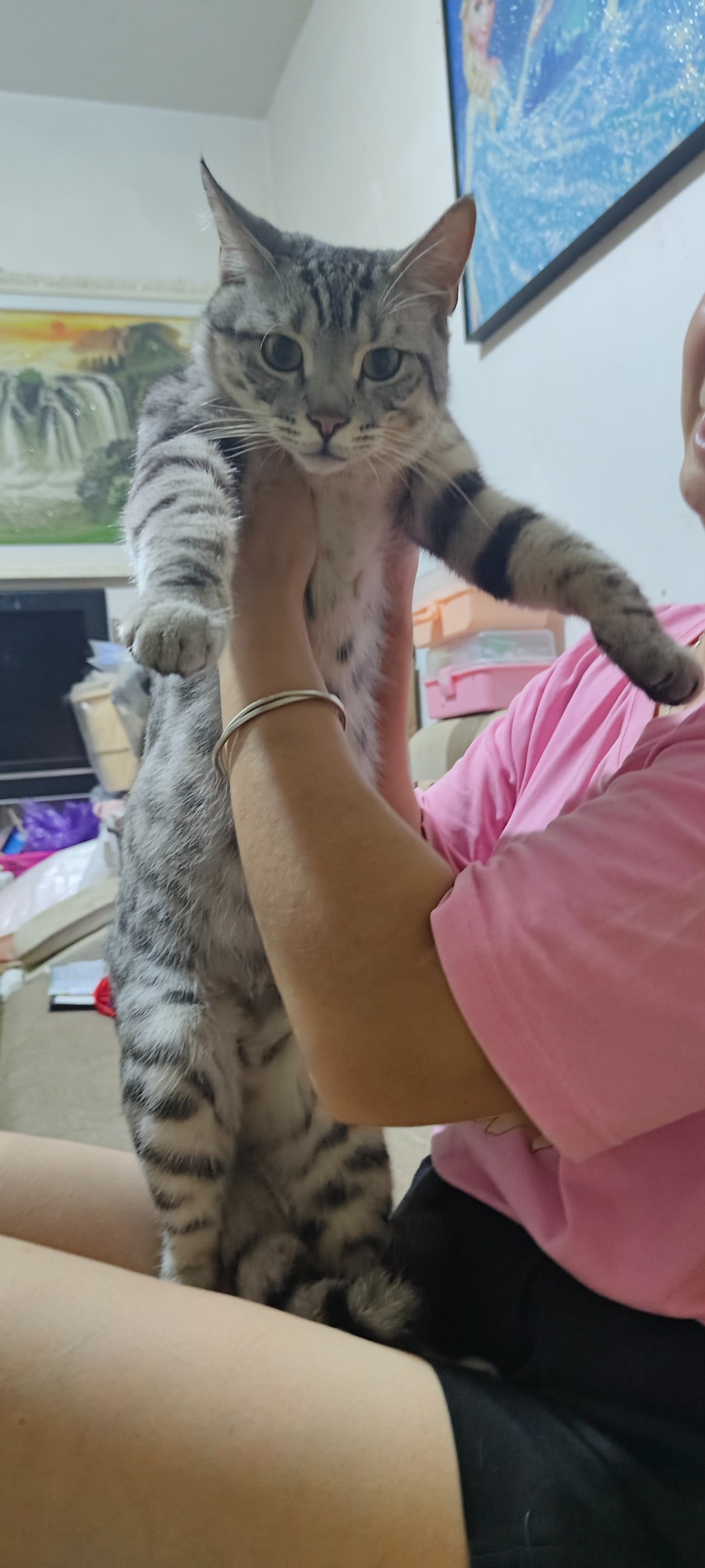 贵阳市南明区李小姐寻找中华田园猫猫