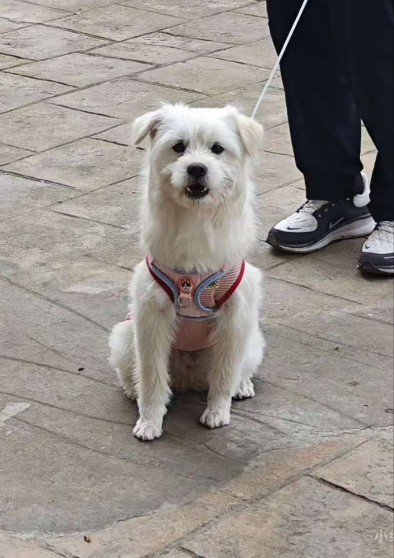 成都市双流区郑寻找中华田园犬狗