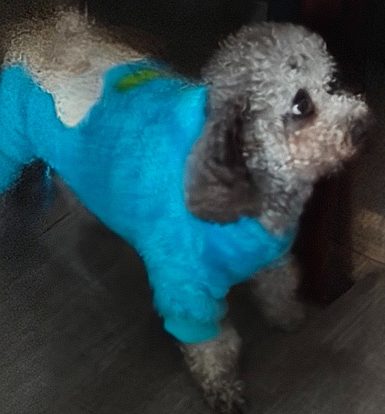 成都市崇州市可宝寻找贵宾犬狗