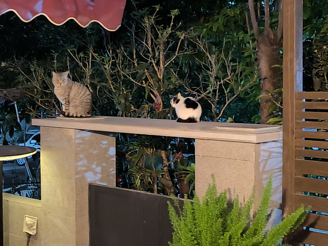 县丰都县陈先生寻找中华田园猫猫