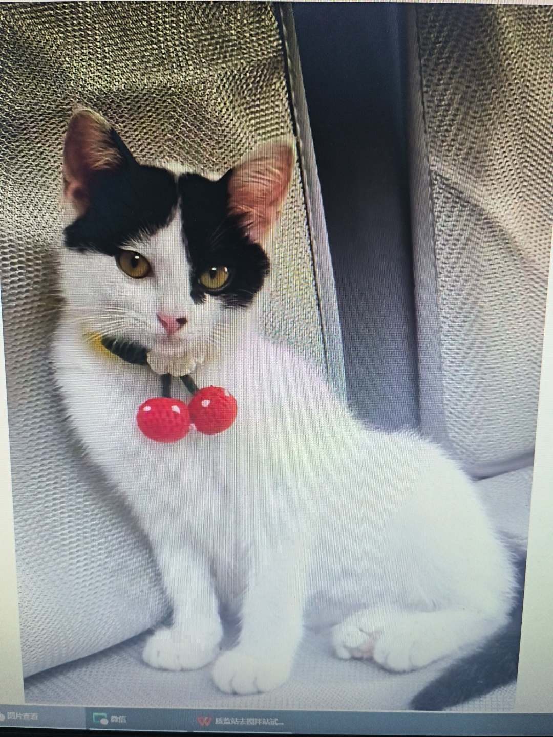 县丰都县陈先生寻找中华田园猫猫
