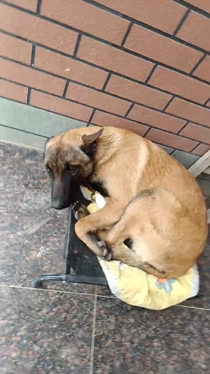 杭州市临安区张小姐寻找马犬狗