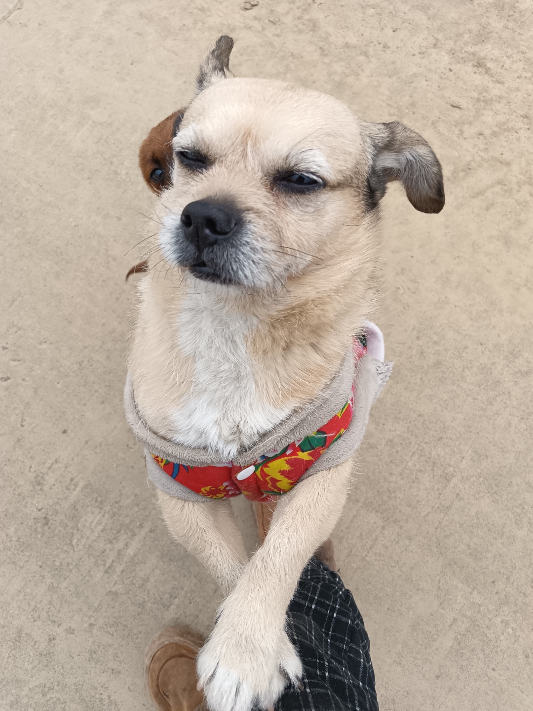 镇江市丹阳市周女士寻找中华田园犬狗