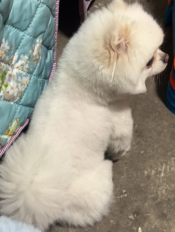 宁波市余姚市侯小姐寻找博美犬狗