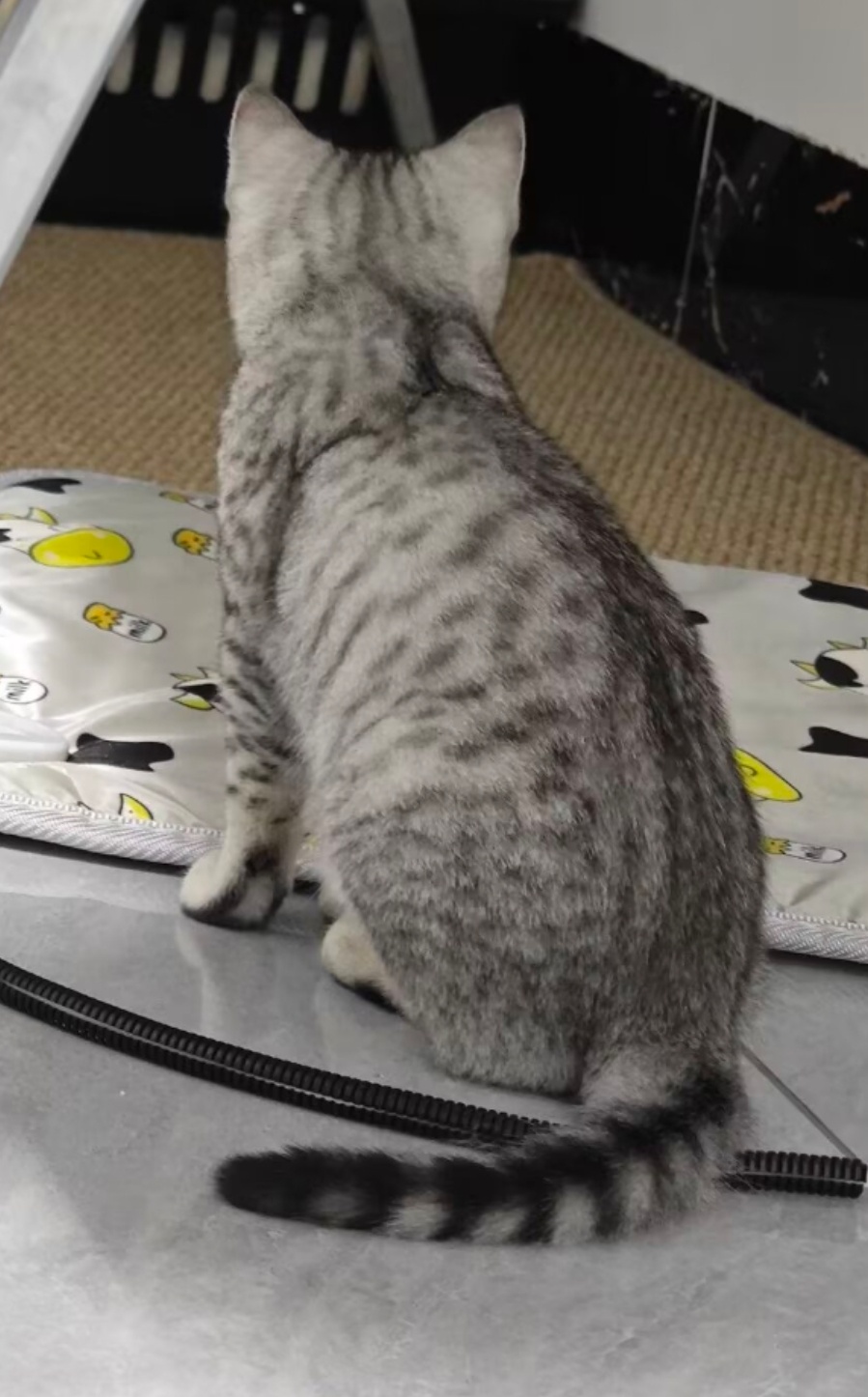 崇左市江州区熊女士寻找美国短毛猫猫
