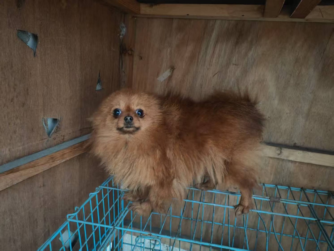 苏州市张家港市兰金国寻找博美犬狗