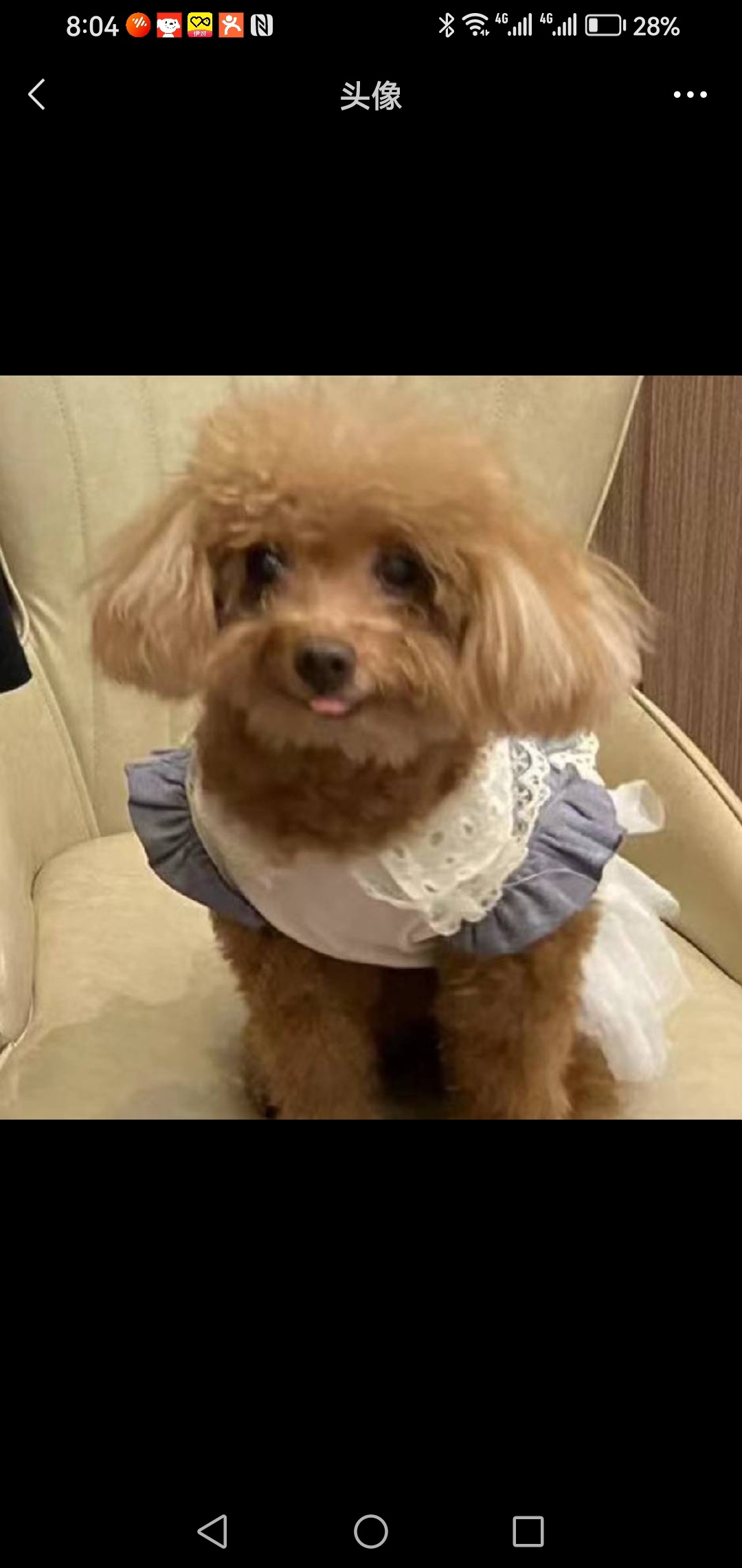 杭州市西湖区何晓敏寻找贵宾犬狗