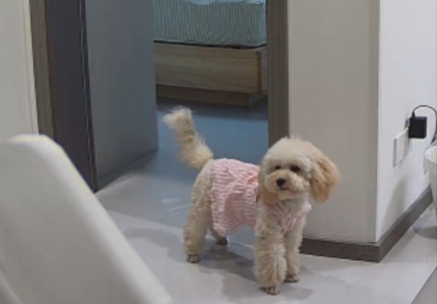 西安市未央区张小姐寻找贵宾犬狗