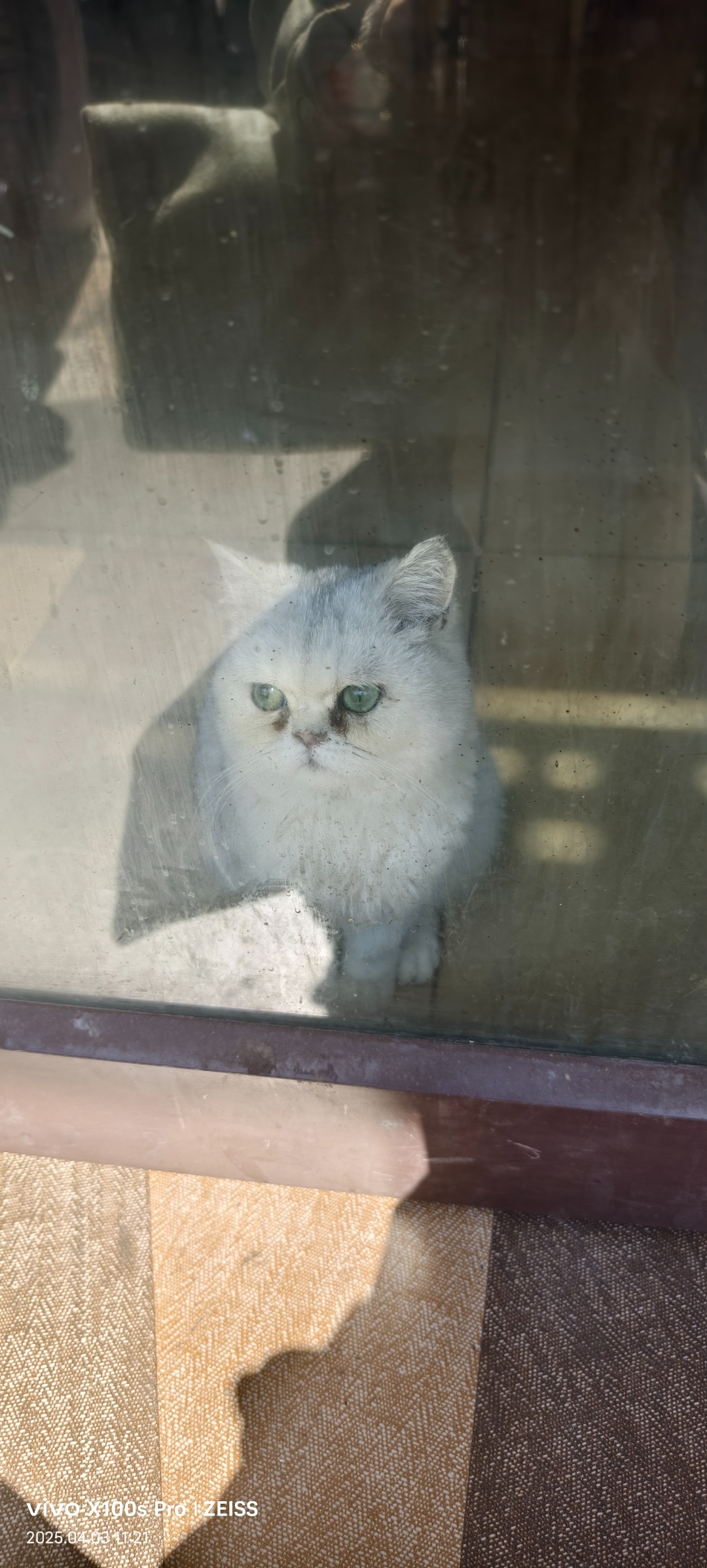 锦州市古塔区赵赵寻找英国短毛猫猫