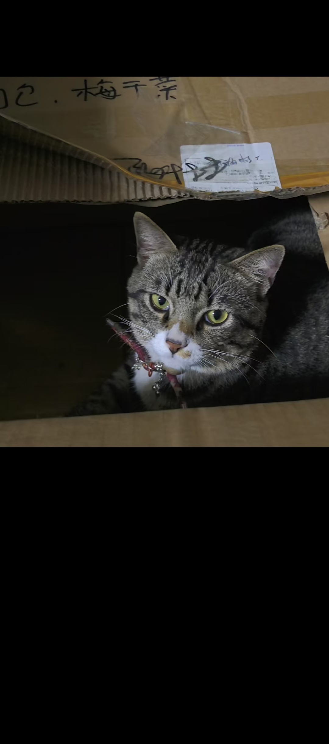 清远市清城区林小姐寻找狸花猫猫