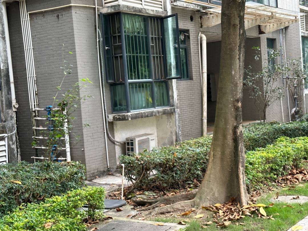 盐城市东台市吴姗姗寻找边境牧羊犬狗