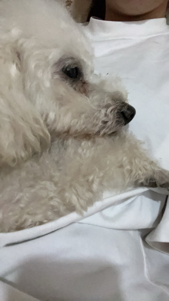 南阳市宛城区武女士寻找贵宾犬狗