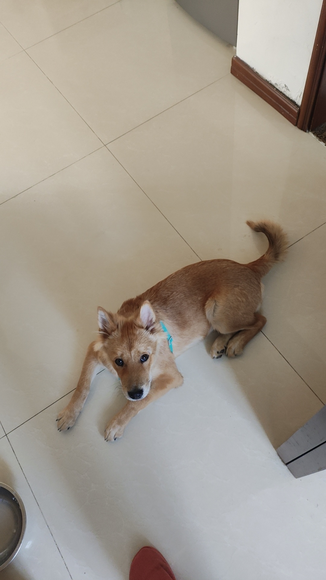烟台市牟平区姜女士寻找中华田园犬狗