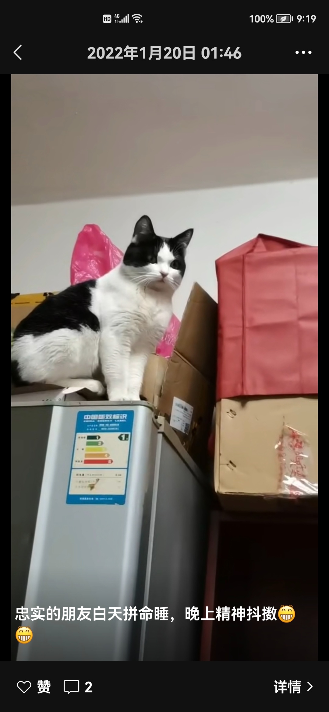 上海市闵行区丁先生寻找其他品种猫
