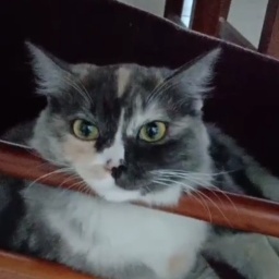 乌兰察布市集宁区郝万娜寻找中华田园猫猫