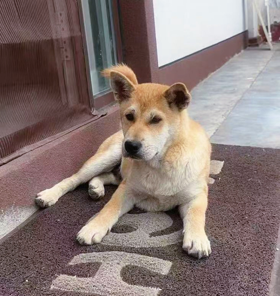 潍坊市坊子区刘女士寻找中华田园犬狗