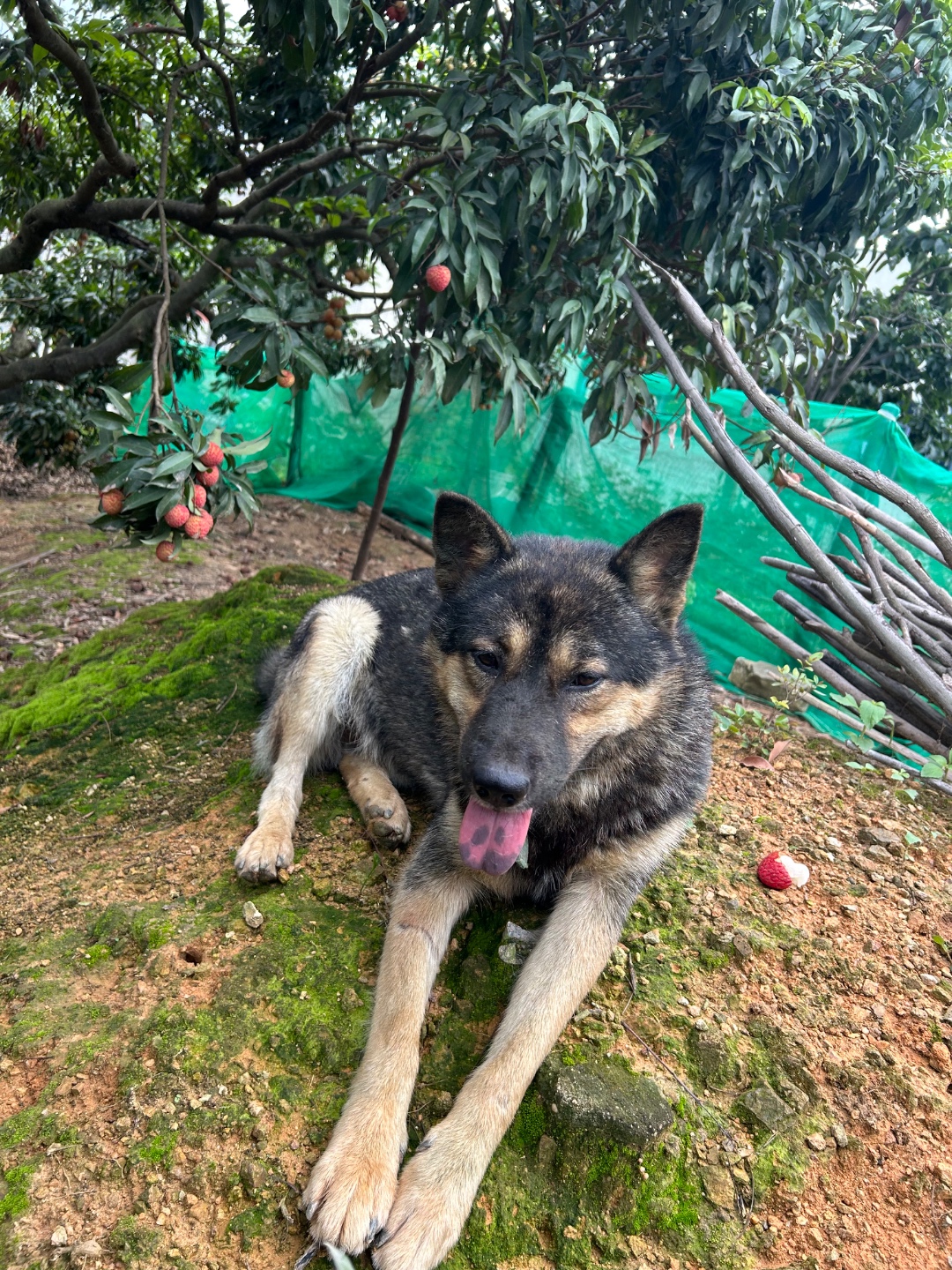 东莞市黄江镇李小姐寻找中华田园犬狗