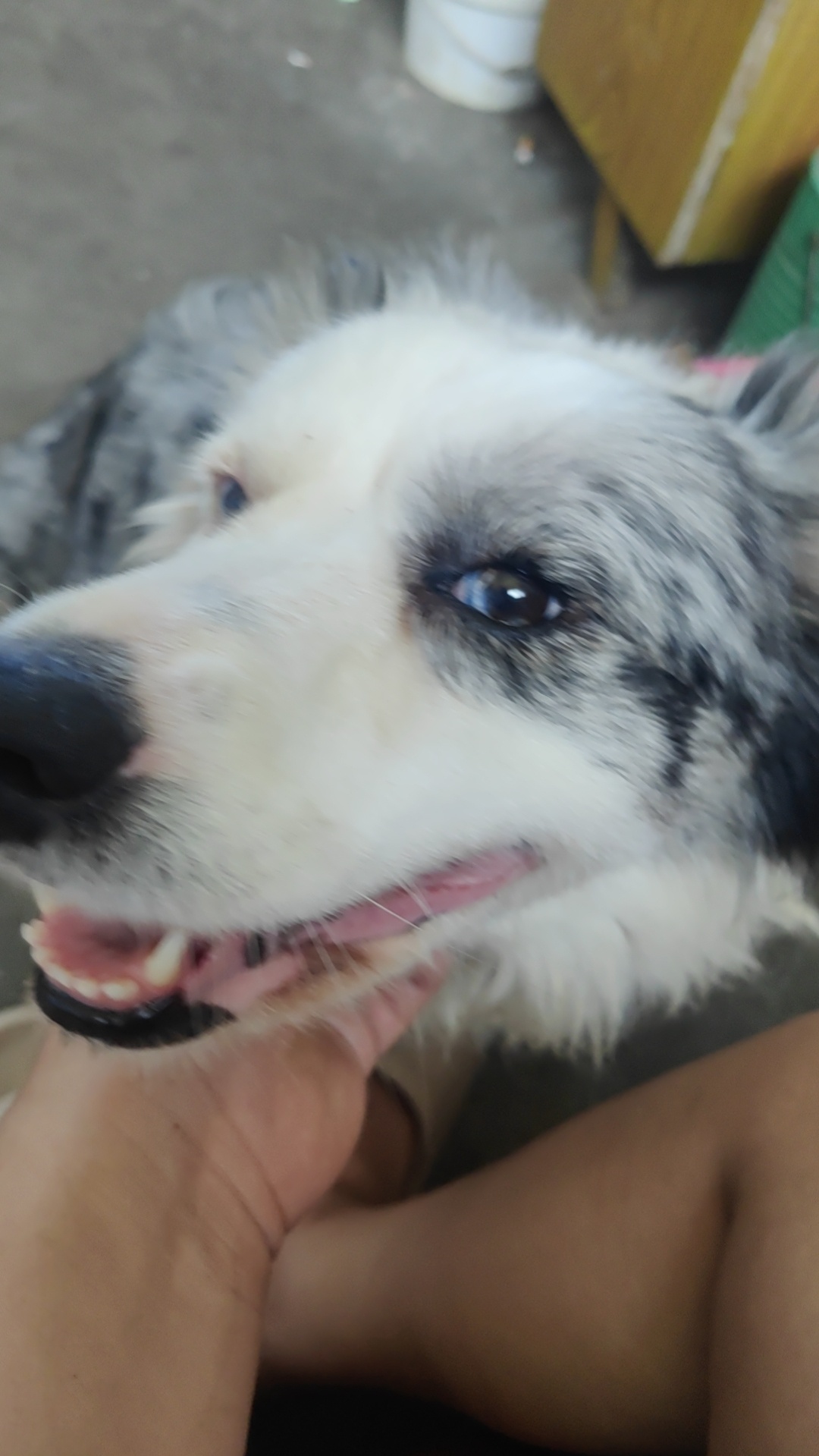 烟台市莱山区姜寻找边境牧羊犬狗
