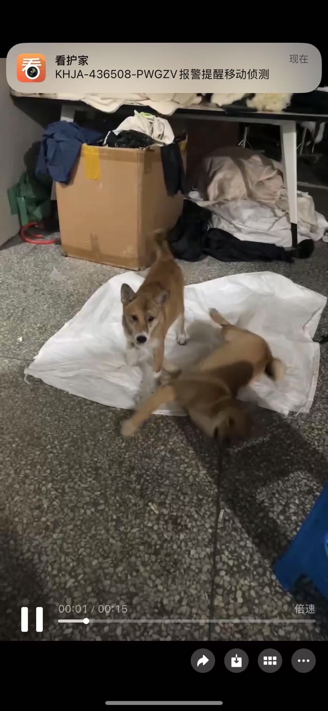 嘉兴市海宁市李丽寻找中华田园犬狗