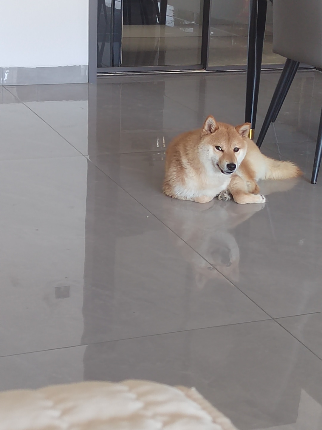 毕节市金沙县夏小姐寻找柴犬狗