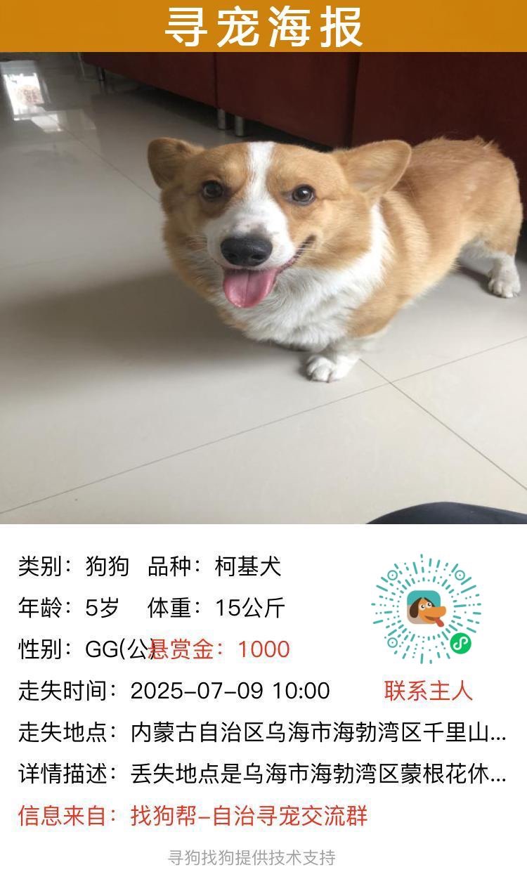 乌海市海勃湾区王先生寻找柯基犬狗