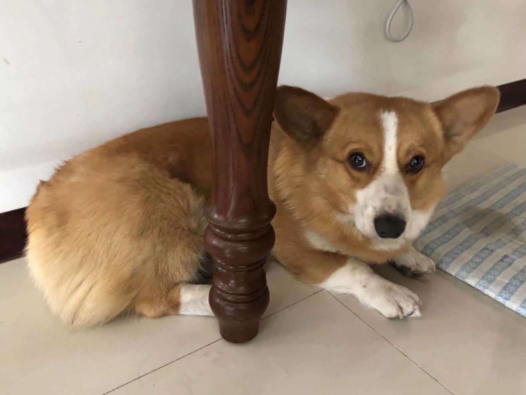 乌海市海勃湾区王先生寻找柯基犬狗