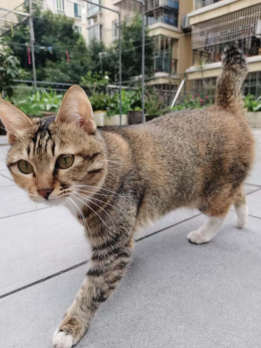 肇庆市端州区王小姐寻找中华田园猫猫