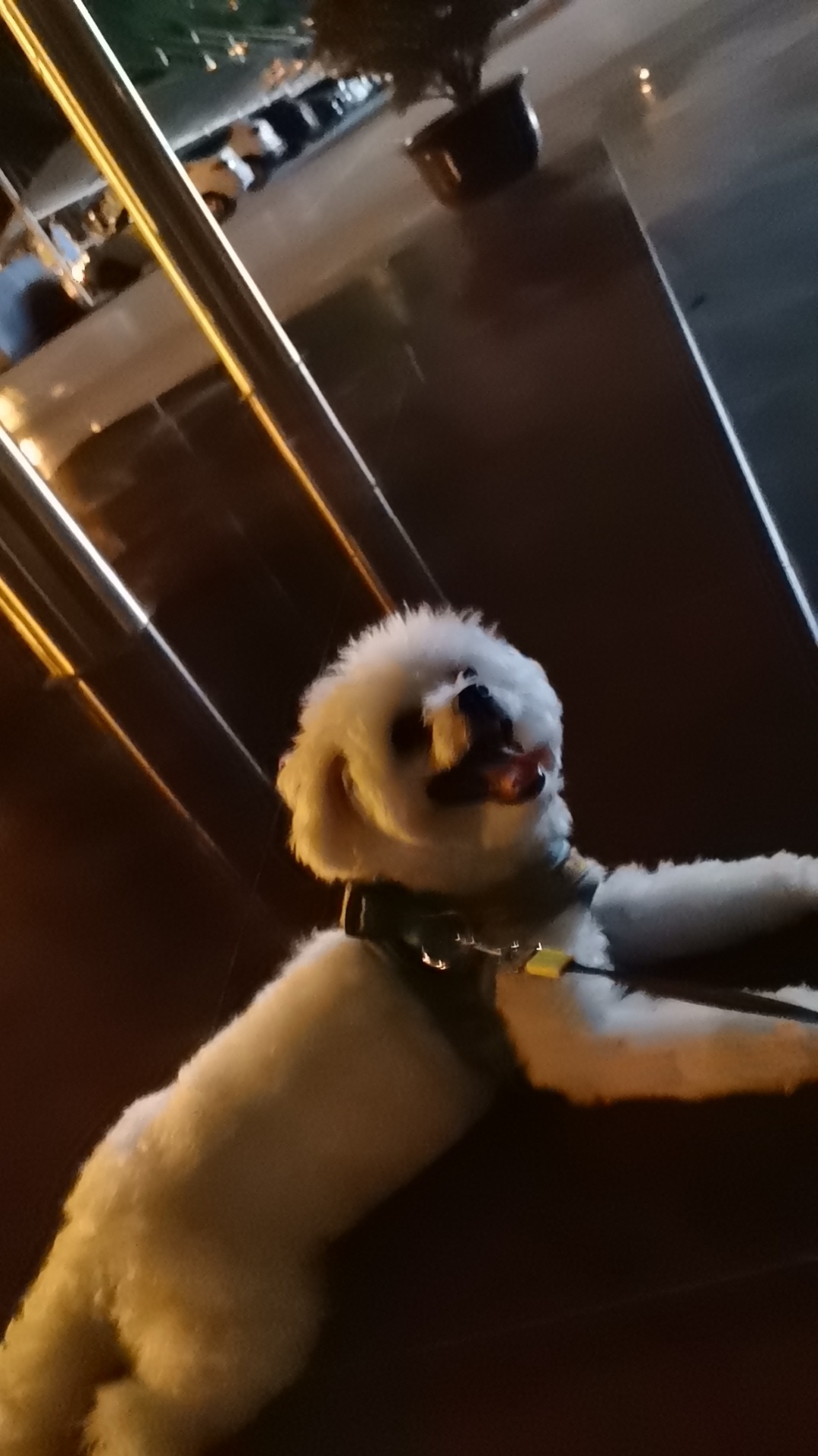 西安市未央区吴寻找比熊犬狗