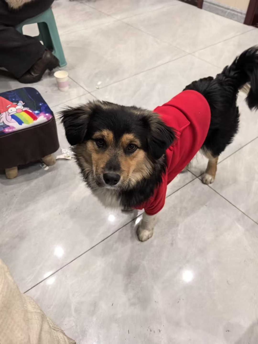 焦作市博爱县王先生寻找中华田园犬狗